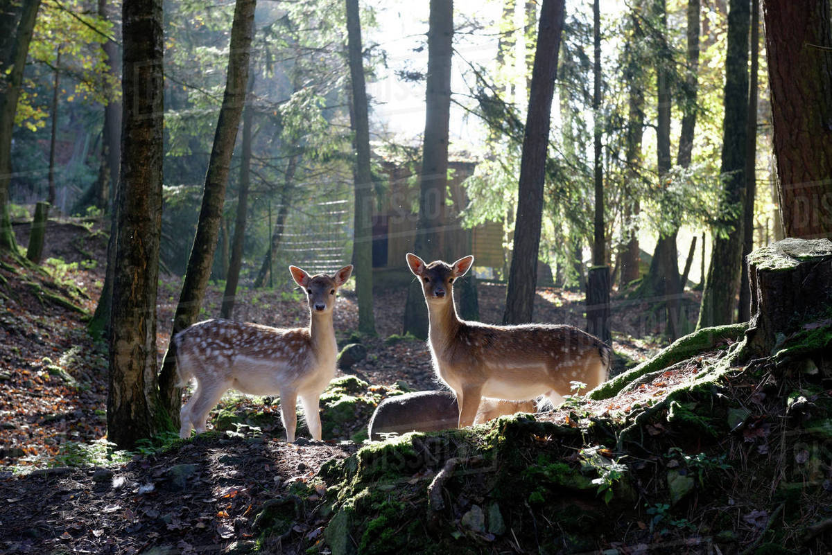 Germany, Furth im Wald, fallow deers at wildlife park Rights-managed stock photo