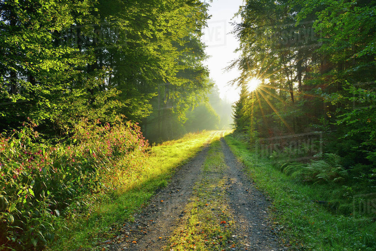 Sunny Forest Path, late Summer, Vielbrunn, Michelstadt, Hesse, Odenwald