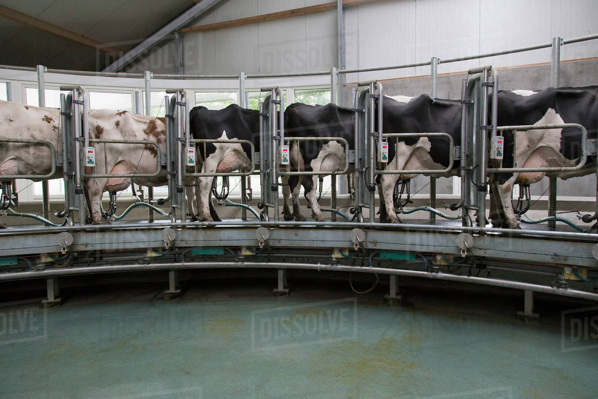 Dairy cows standing together for milking Royalty-free stock photo
