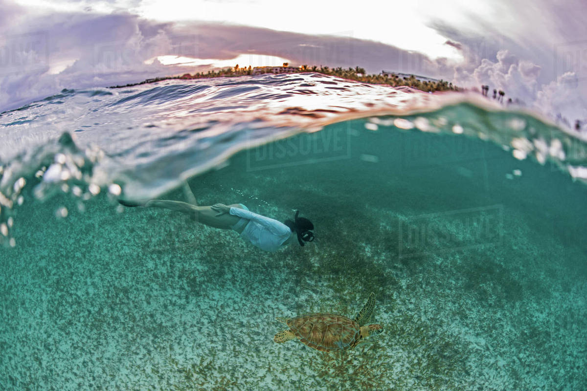 Snorkeler gets close to sea turtle in the shallows of Akumal Bay at sunset, Mexico Royalty-free stock photo