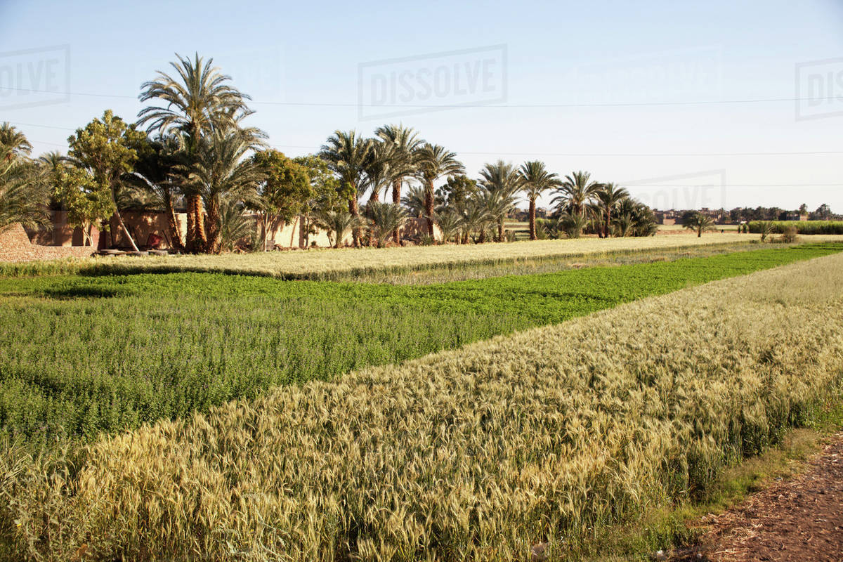 Fertile crops beside the River Nile, West Bank; Luxor, Egypt Stock