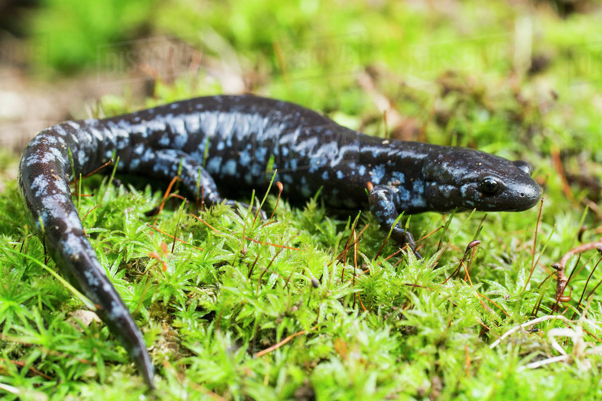 Bluespotted salamander (ambystoma laterale) crawling over moss