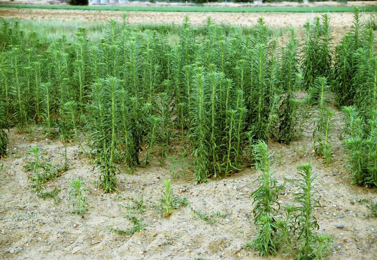 Agriculture Weeds, Horseweed (Conyza canadensis) aka. Butterweed