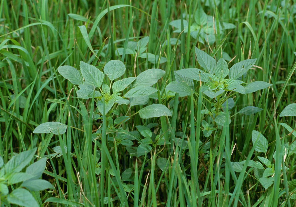 Agriculture Weeds, Pigweed (Amaranthus sp.) in a rice crop / Arkansas