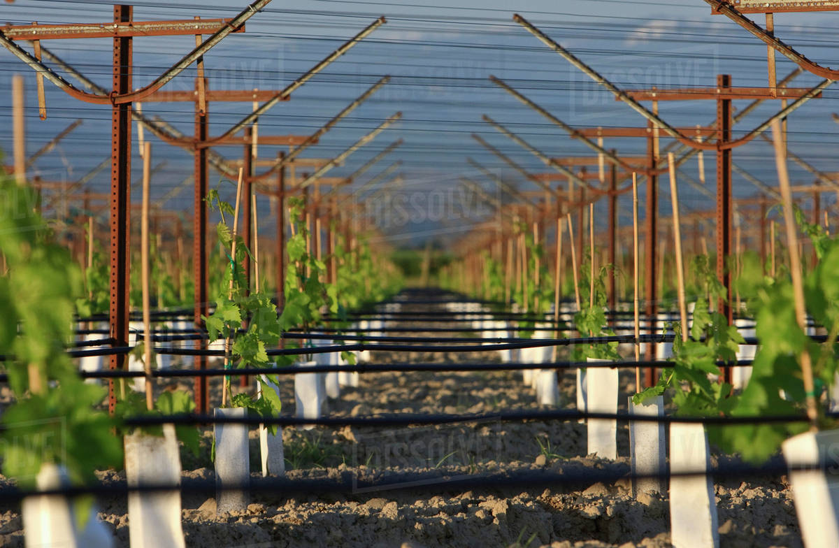 Agriculture A young table grape vineyard utilizing an overhead