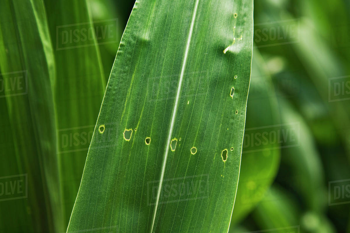 Agriculture Crop damage, Corn earworm damage to corn plant foliage