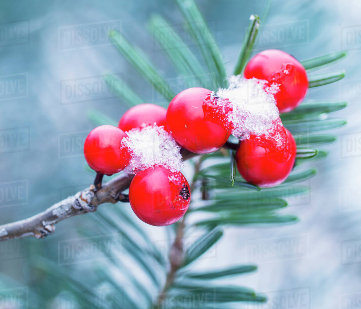 Red berries on a shrub with a trace of snow; Ontario, Canada Stock