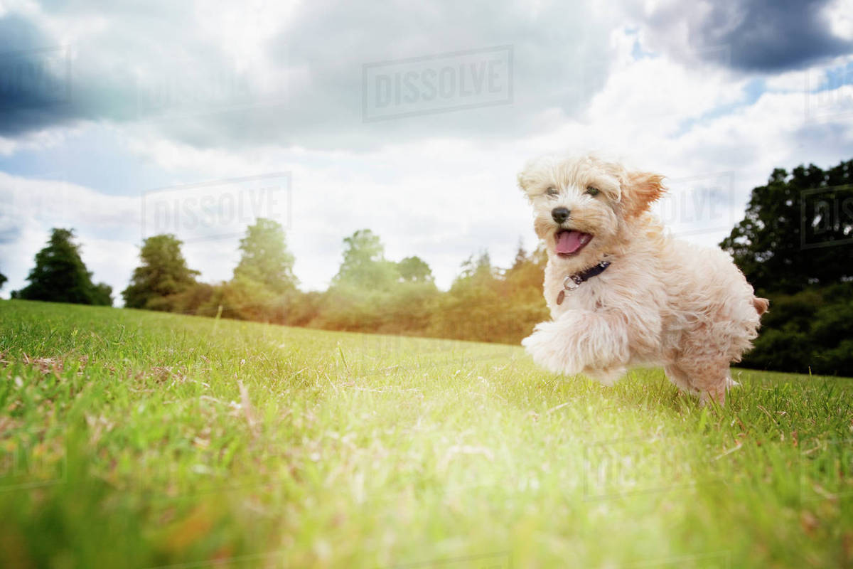 Happy dog running in park grass Stock Photo Dissolve